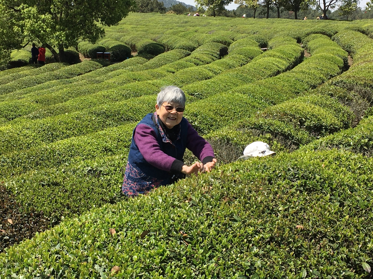 My grandmother in a tea field