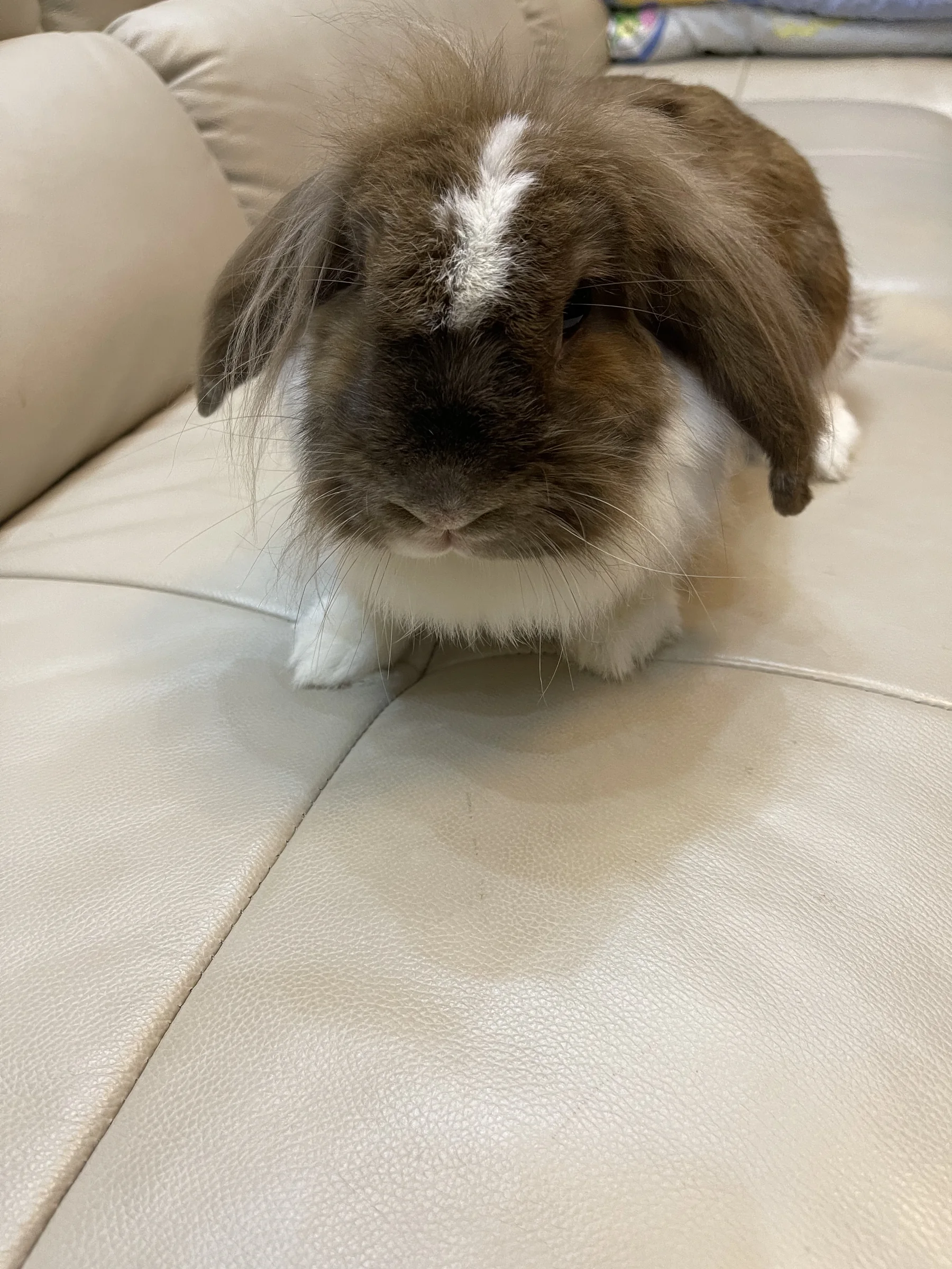 Chunliang, a brown and white rabbit