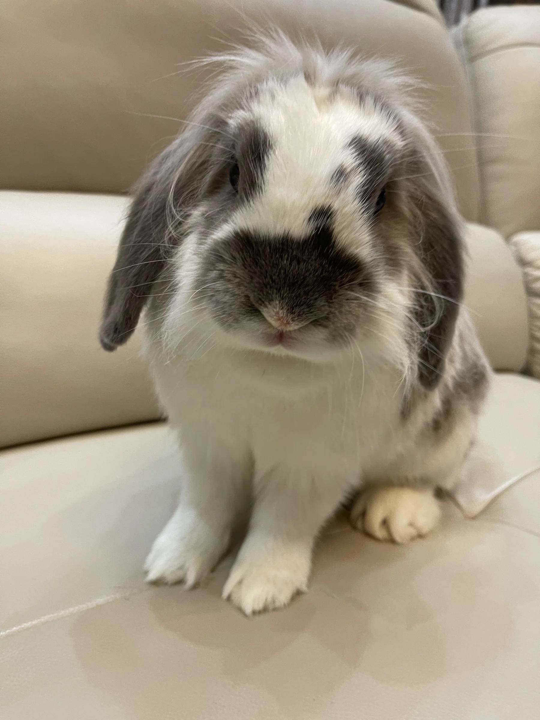 Gangbeng, a white and gray rabbit
