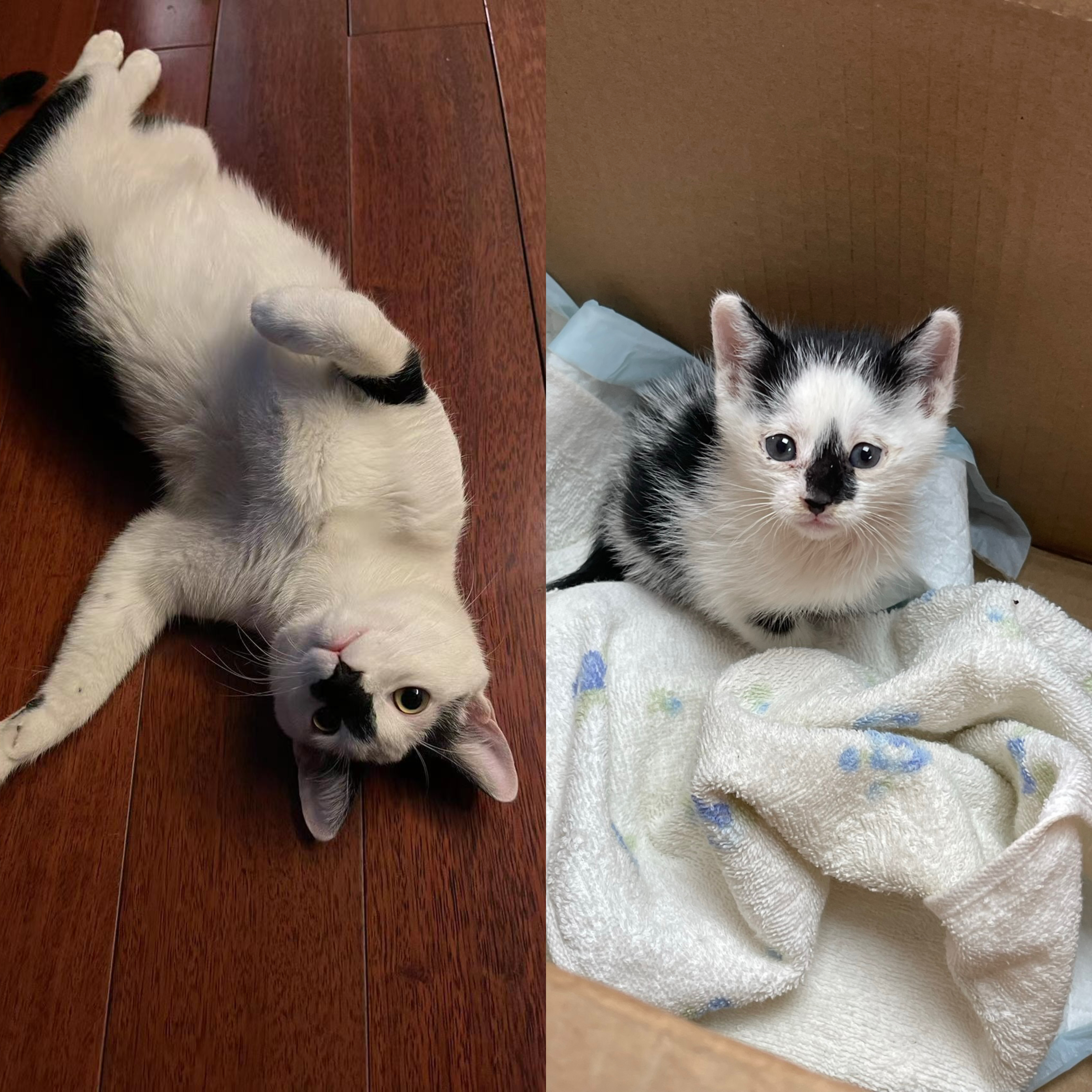 Tiezhu, a black and white rescue cat, resting with another cat