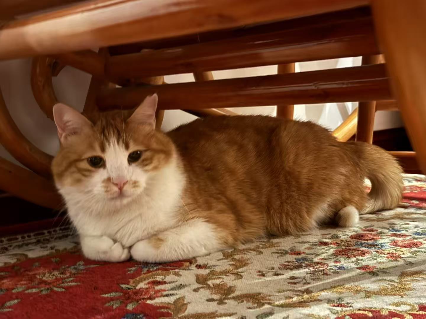 Zhaocai, an orange and white rescue cat